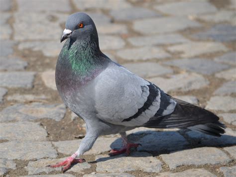 LIVEpigeon .
